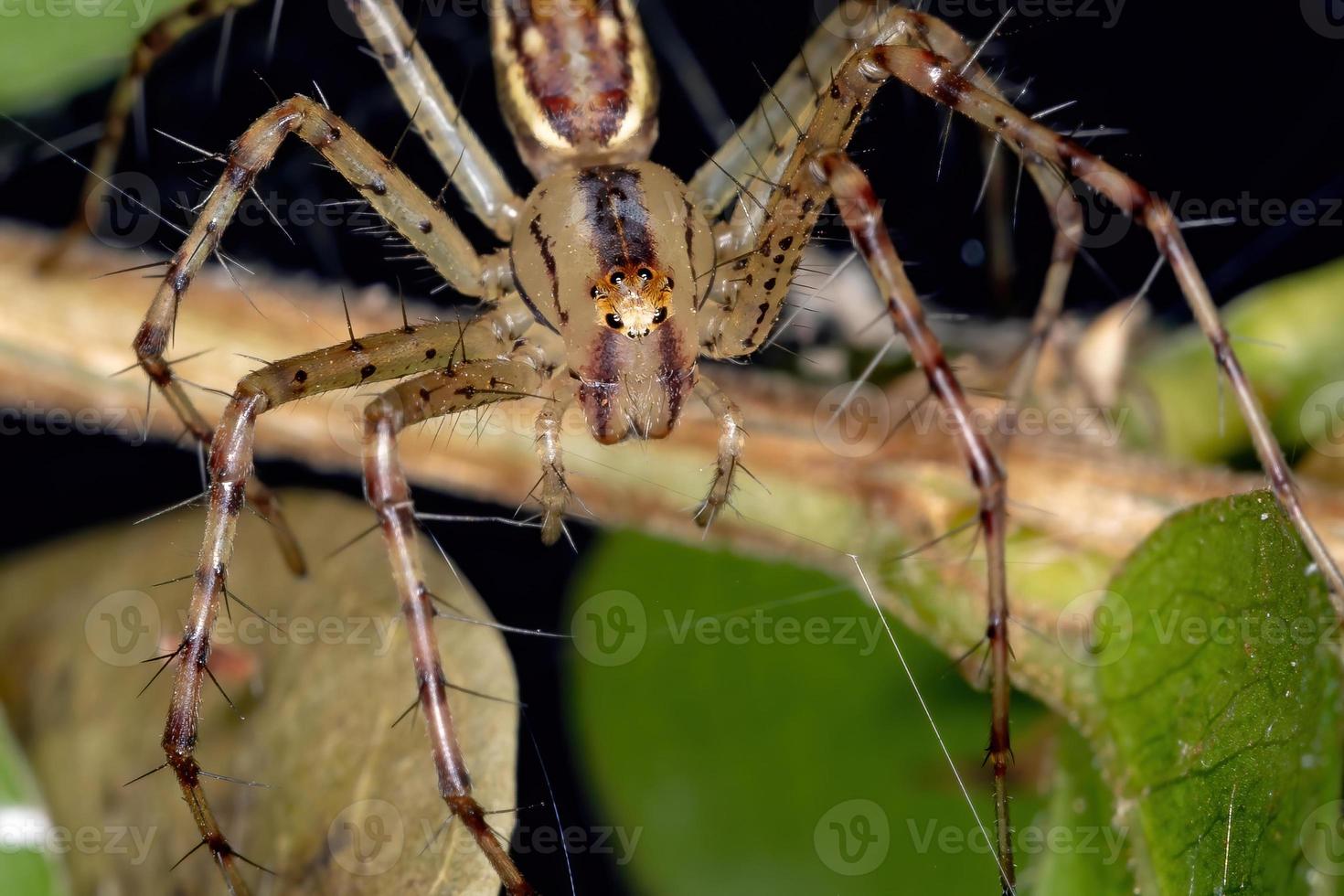 Adult Lynx Spider photo