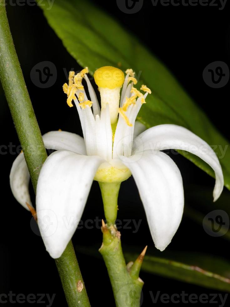 White Lemon flower photo