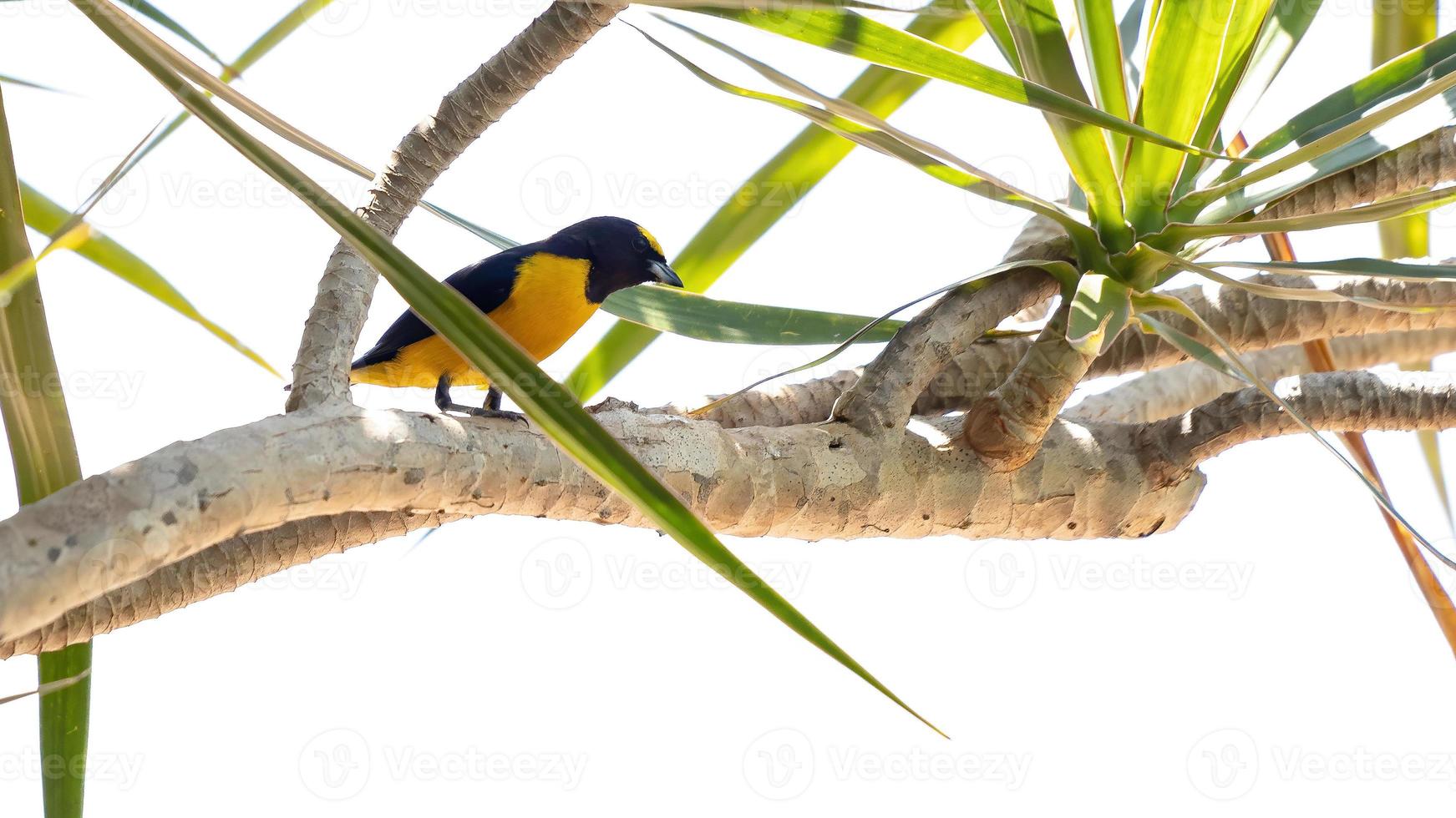 Purple throated Euphonia photo