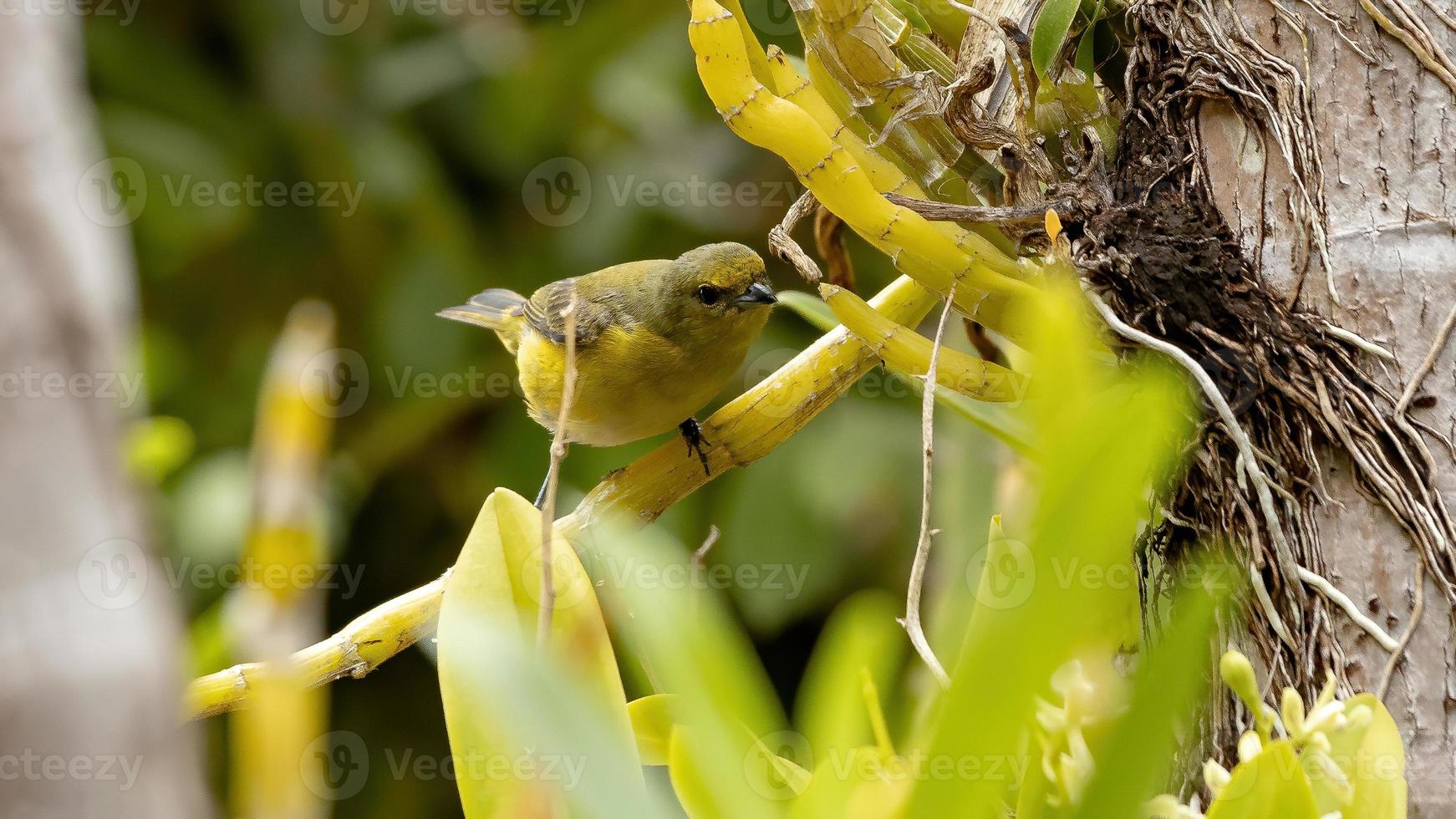 Female Purple throated Euphonia photo