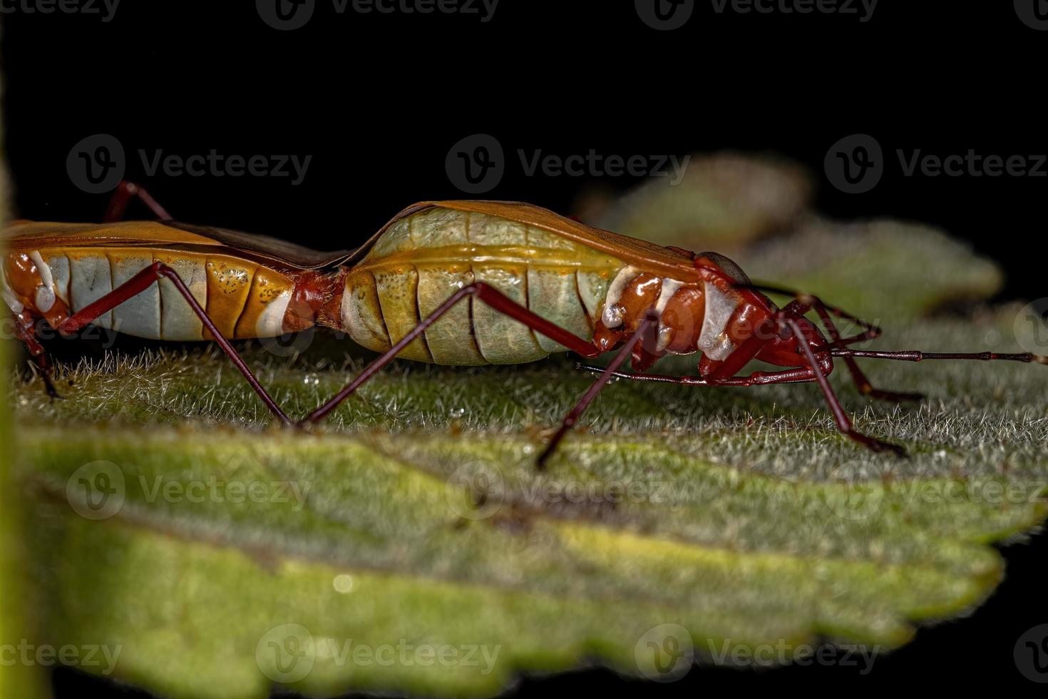 insectos adultos del teñidor de algodón foto