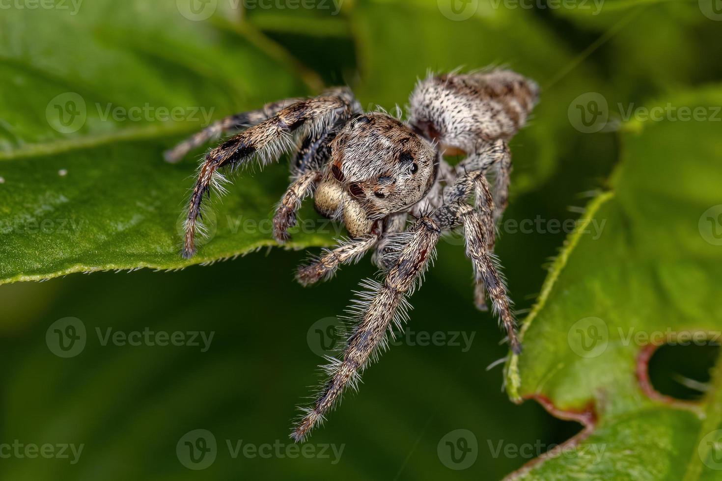 pequeña araña saltadora foto