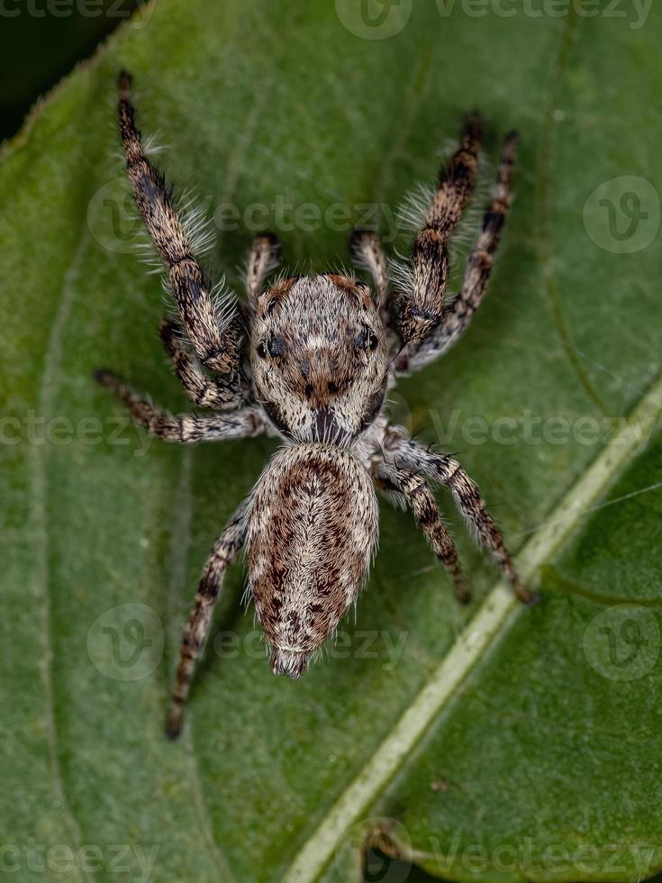 pequeña araña saltadora foto