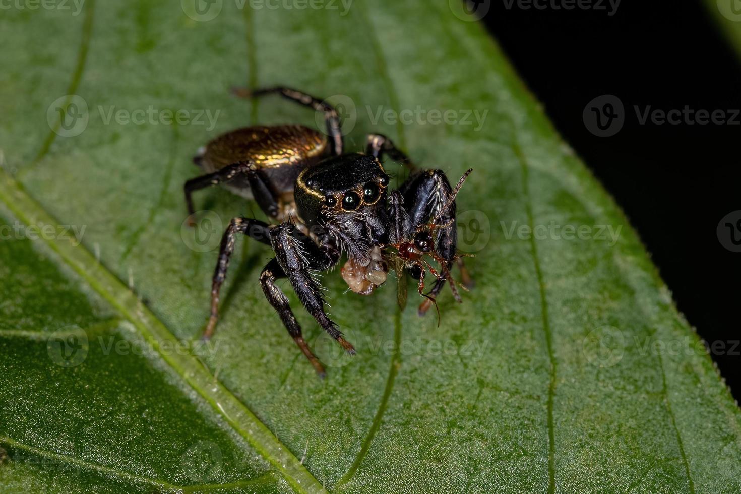 pequeña araña saltadora foto