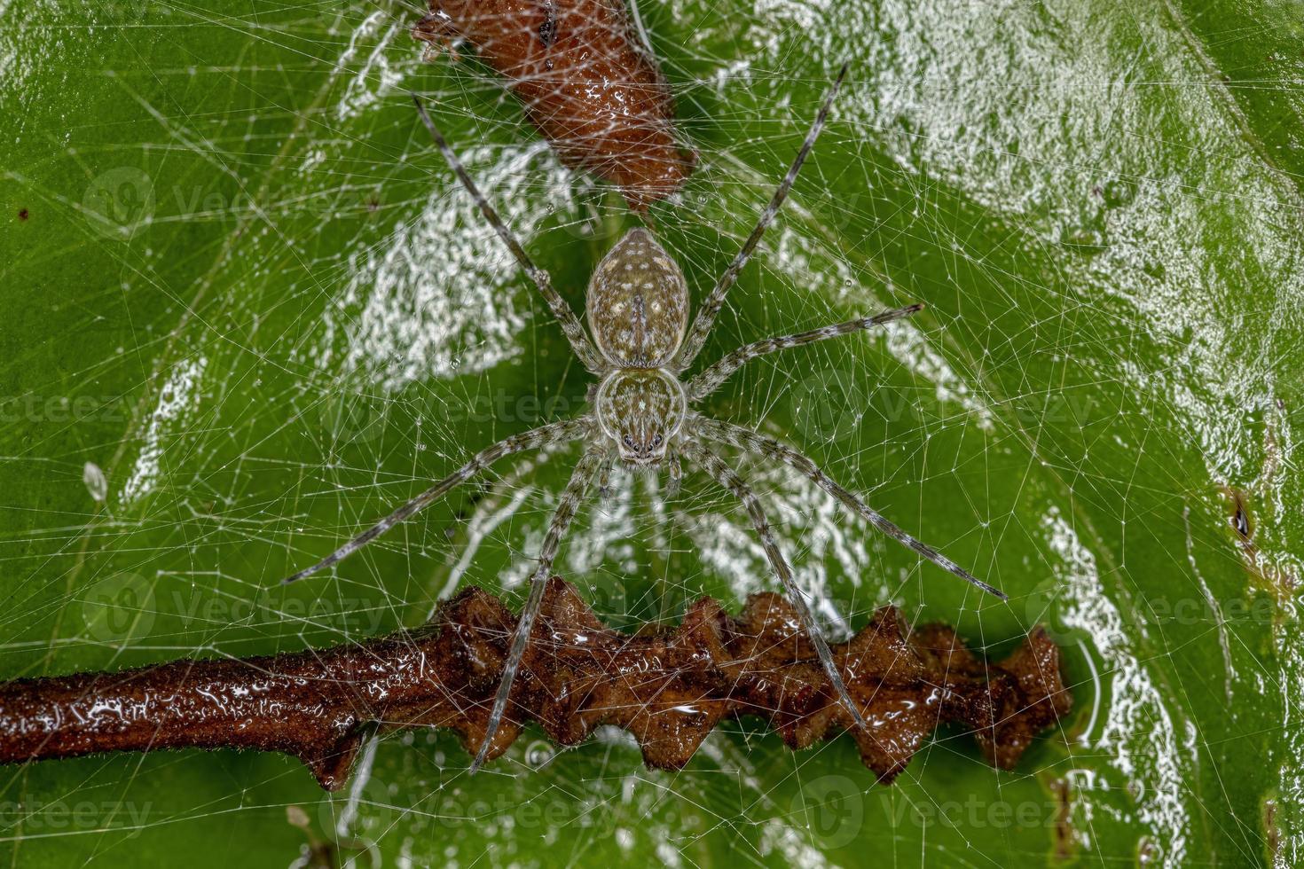 Araña de tela de vivero hembra adulta foto