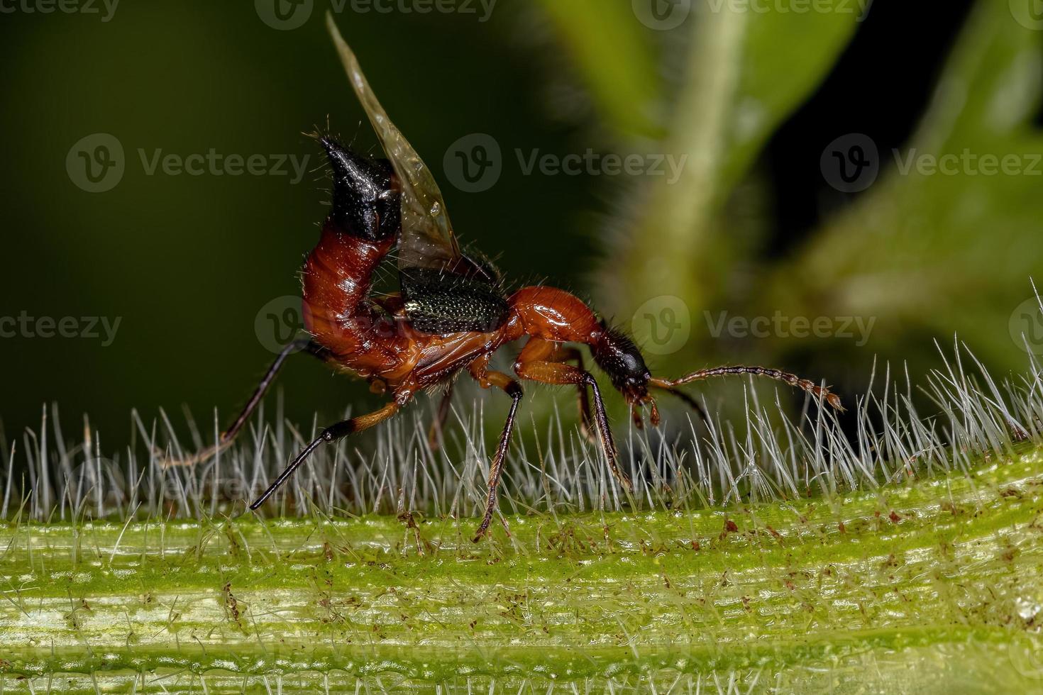Adult Whiplash Beetle photo