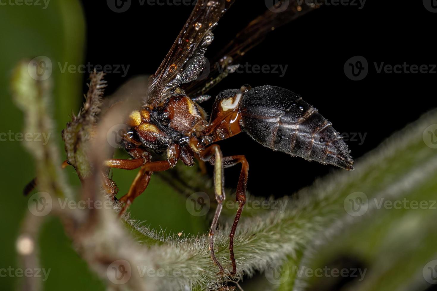 Adult Potter Wasp photo