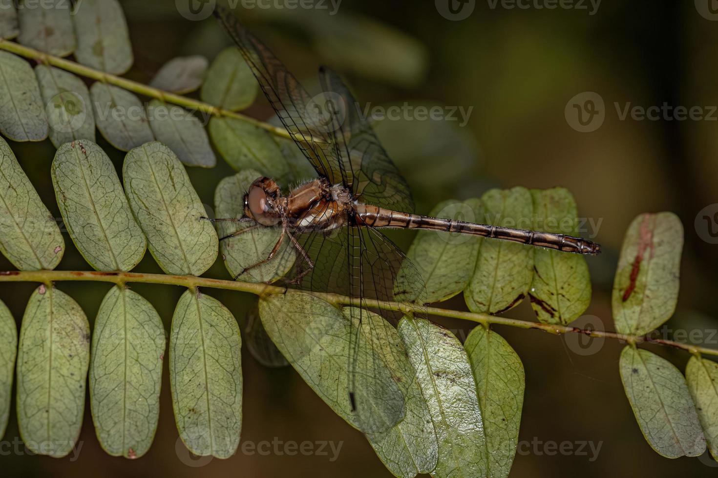 insecto libélula adulto hembra foto