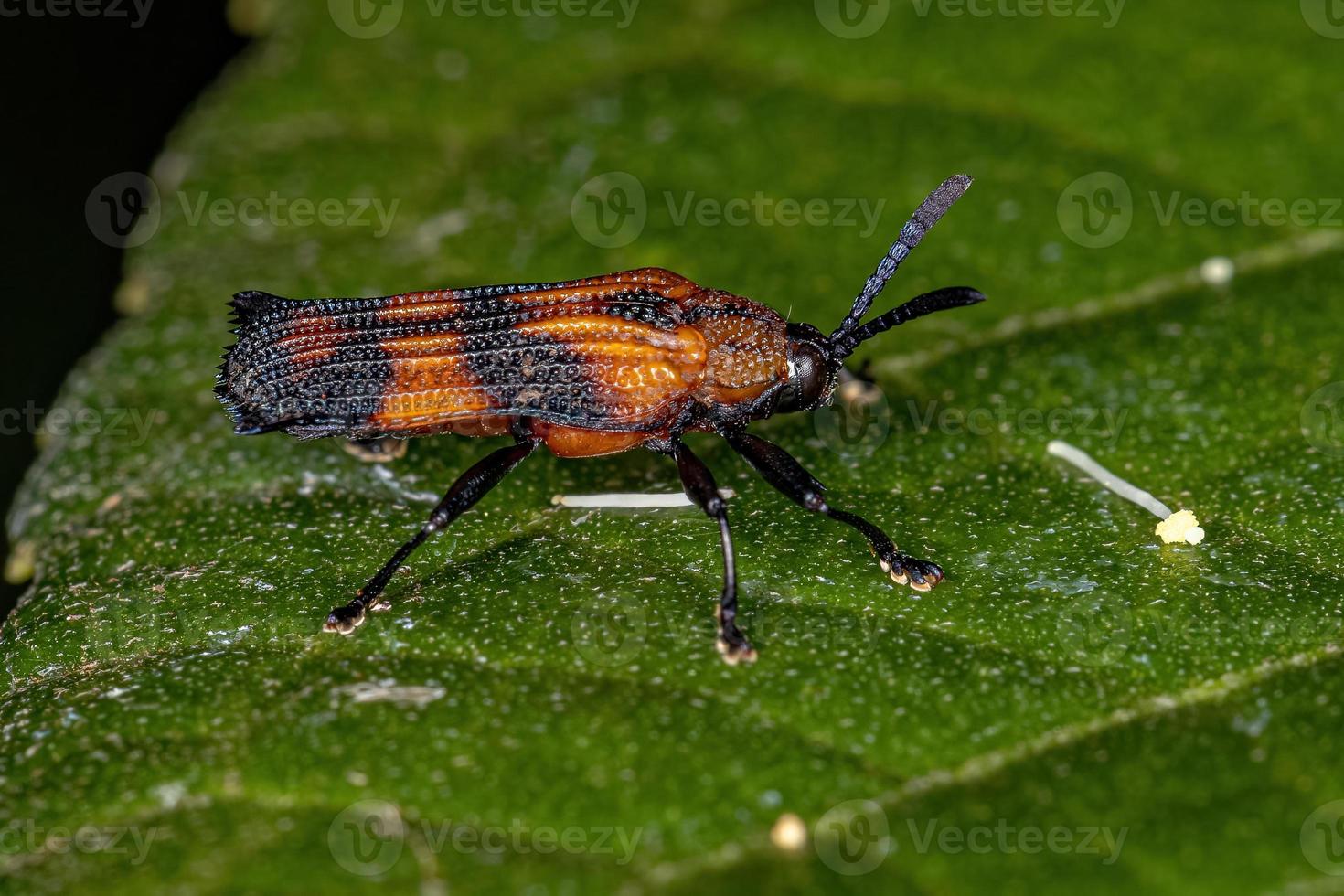 Adult Leaf Beetle photo