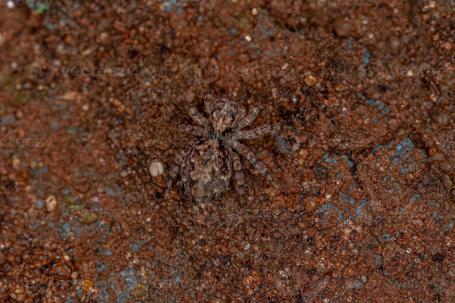 pequeña araña saltadora foto