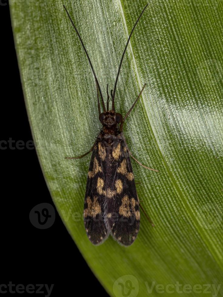 Adult Caddisfly Insect photo