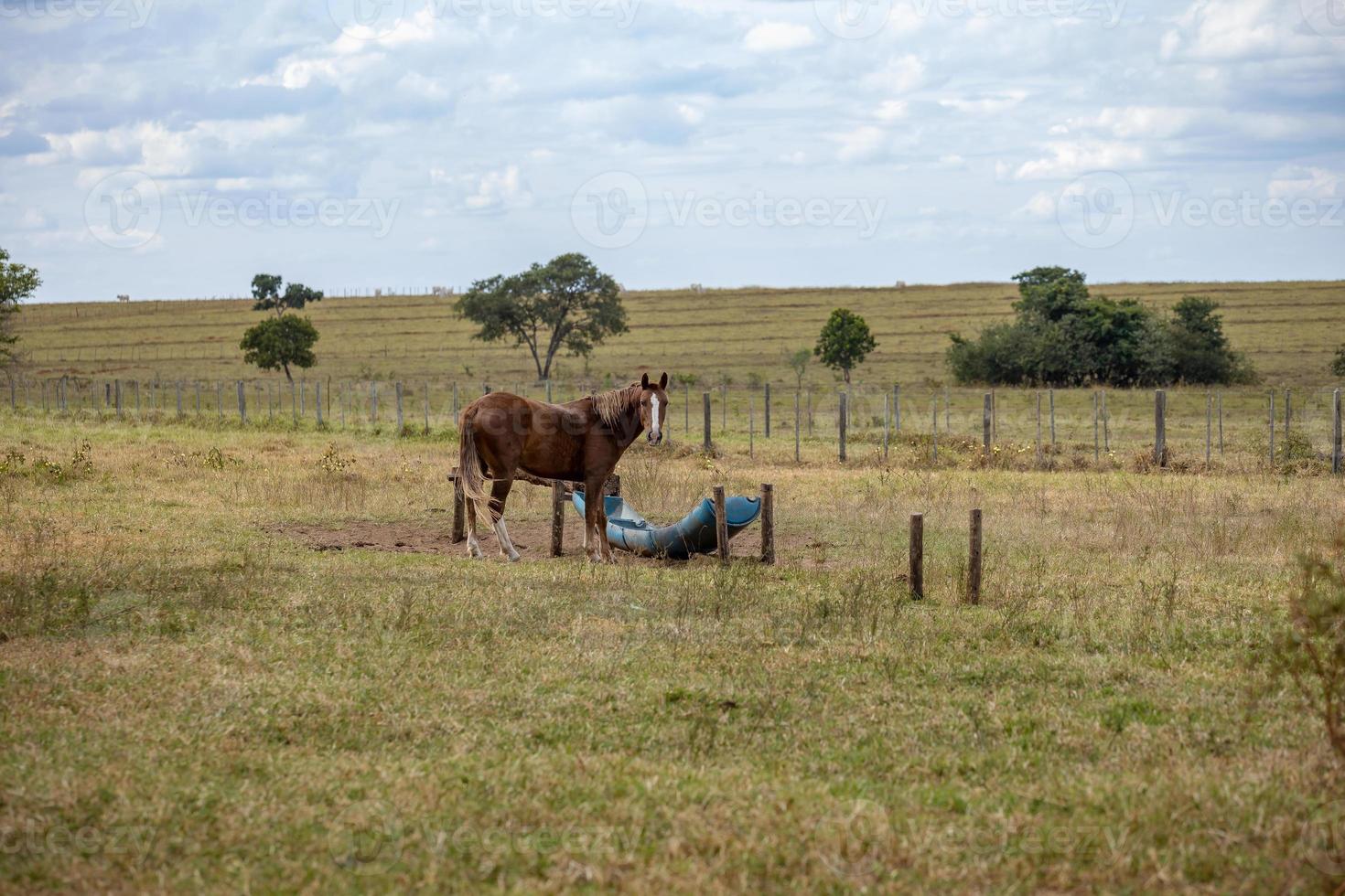 caballo en una granja brasileña foto