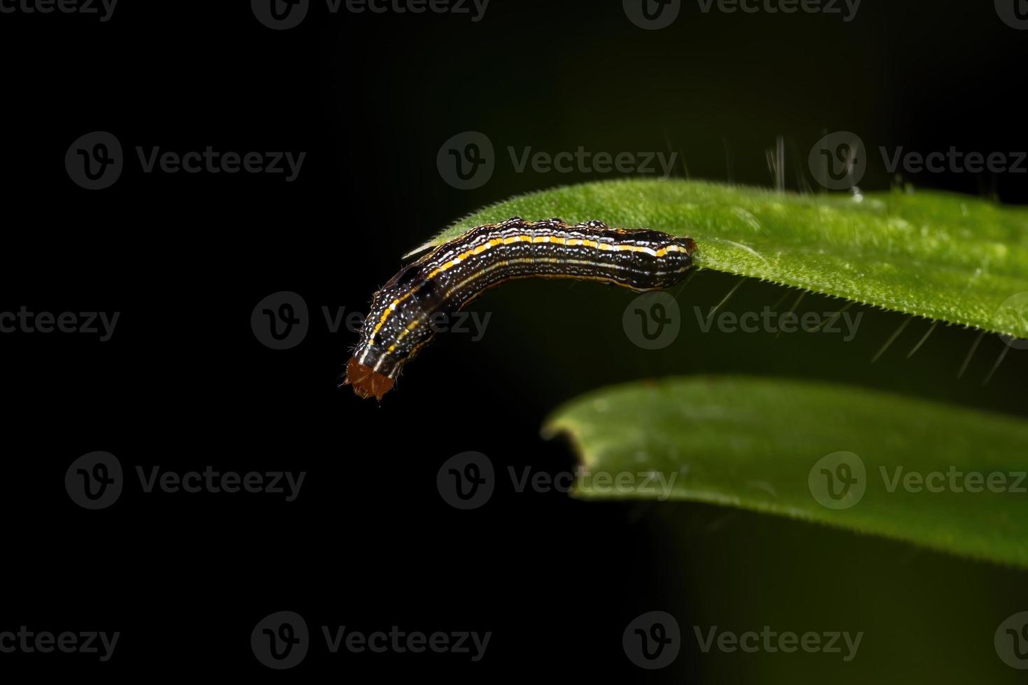 pequeña oruga comiendo una planta foto