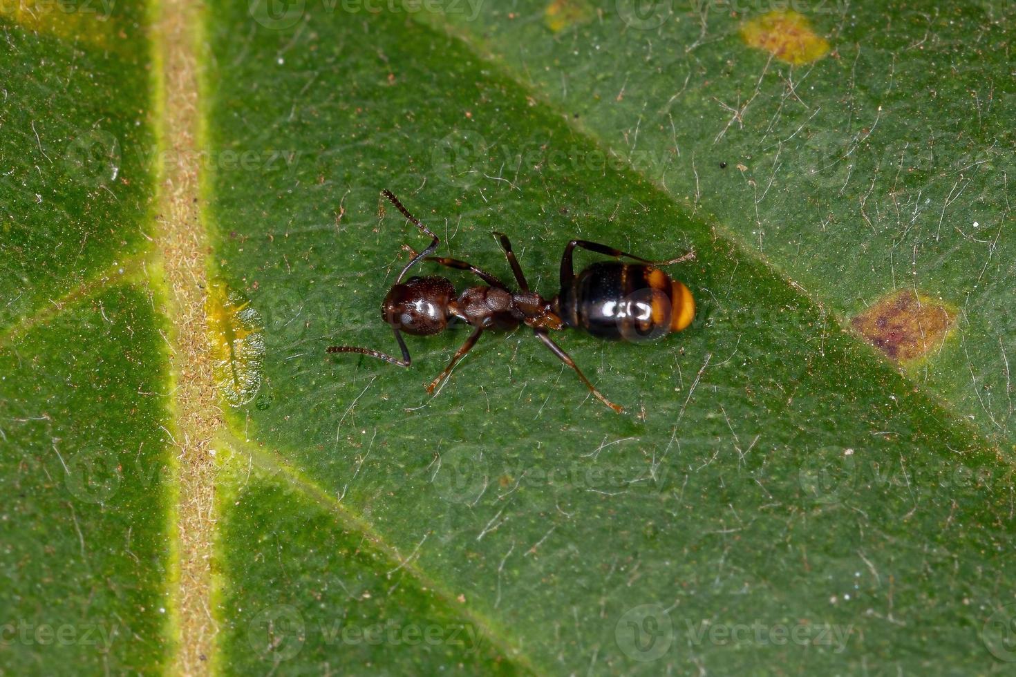 hormiga olorosa hembra adulta foto
