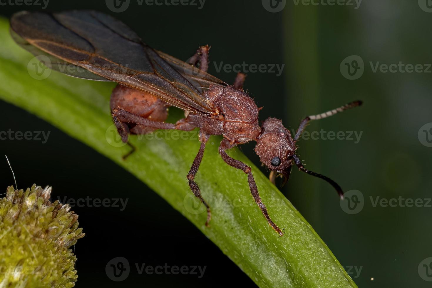 hormiga reina cortadora de hojas acromyrmex hembra adulta foto