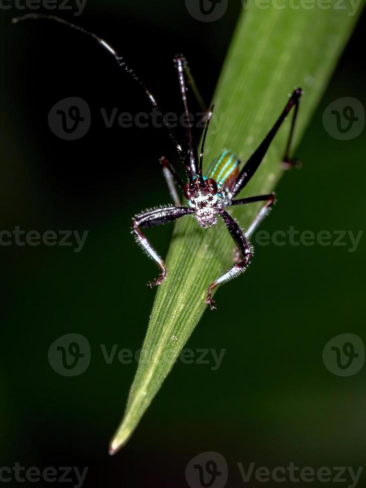 Adult Phaneropterine Katydid photo