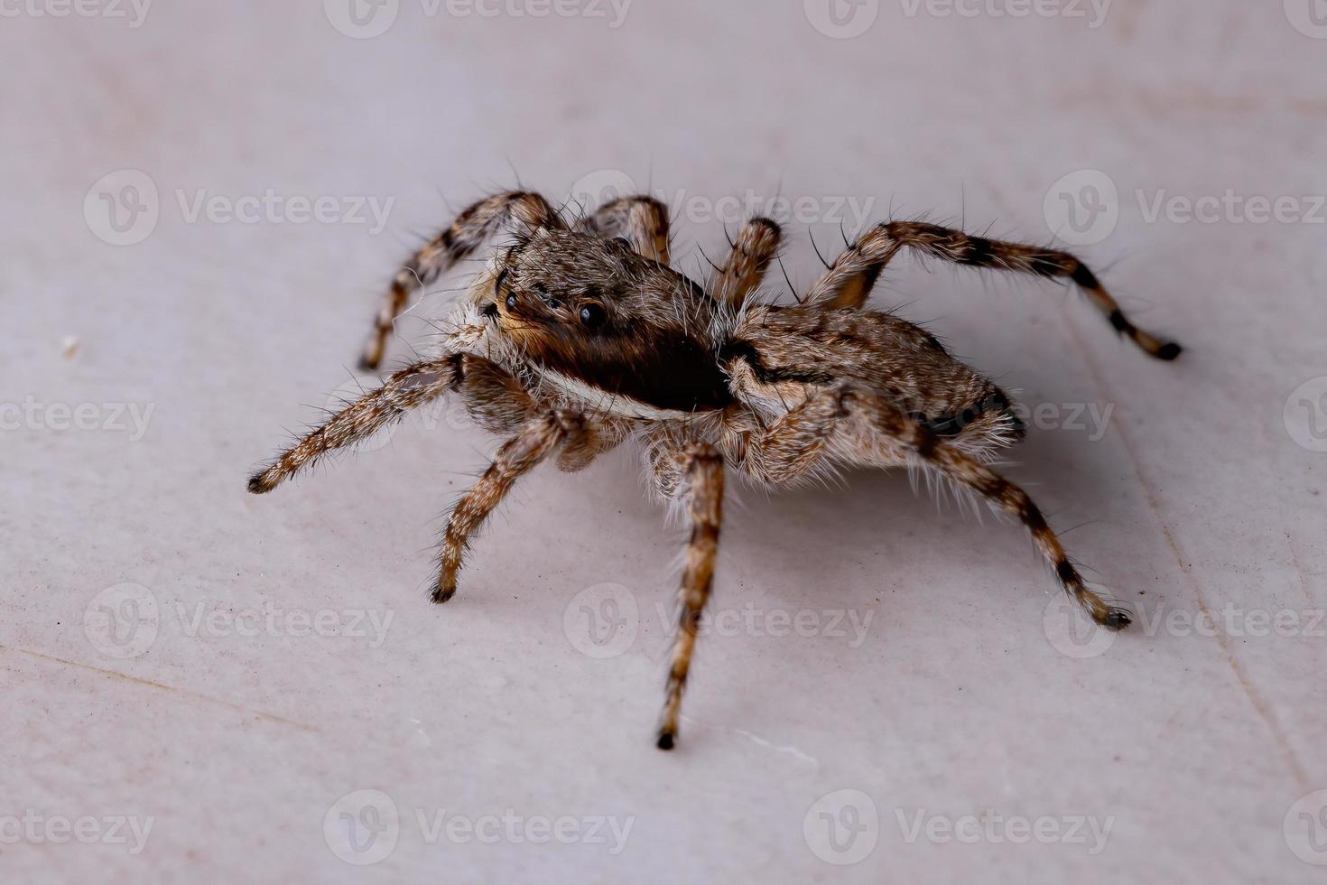 Gray Wall Jumping Spider photo