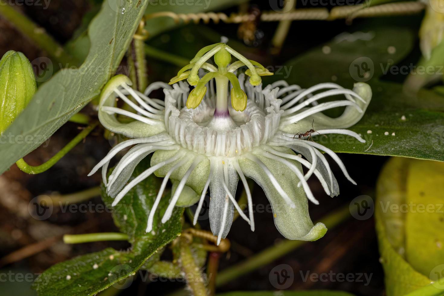 flor de la pasión blanca foto