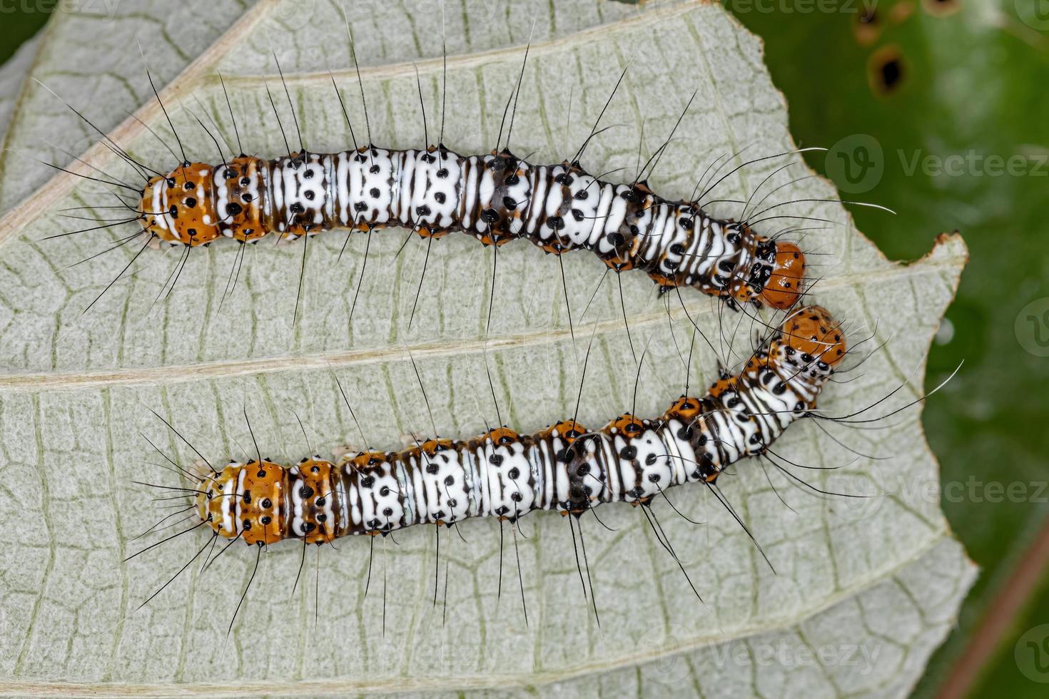 oruga de la polilla del gusano cortador blanco y naranja foto