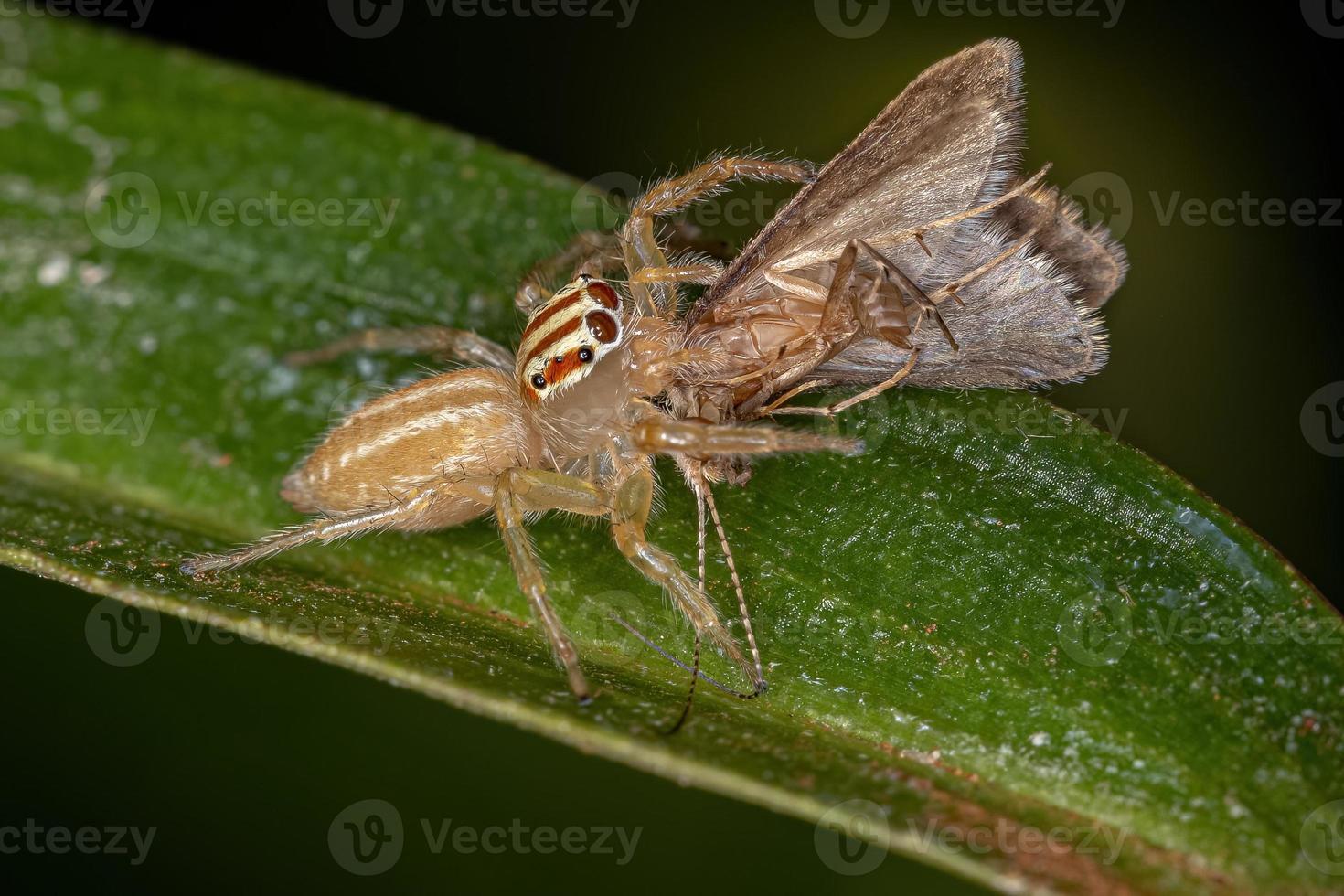 araña saltadora hembra adulta foto