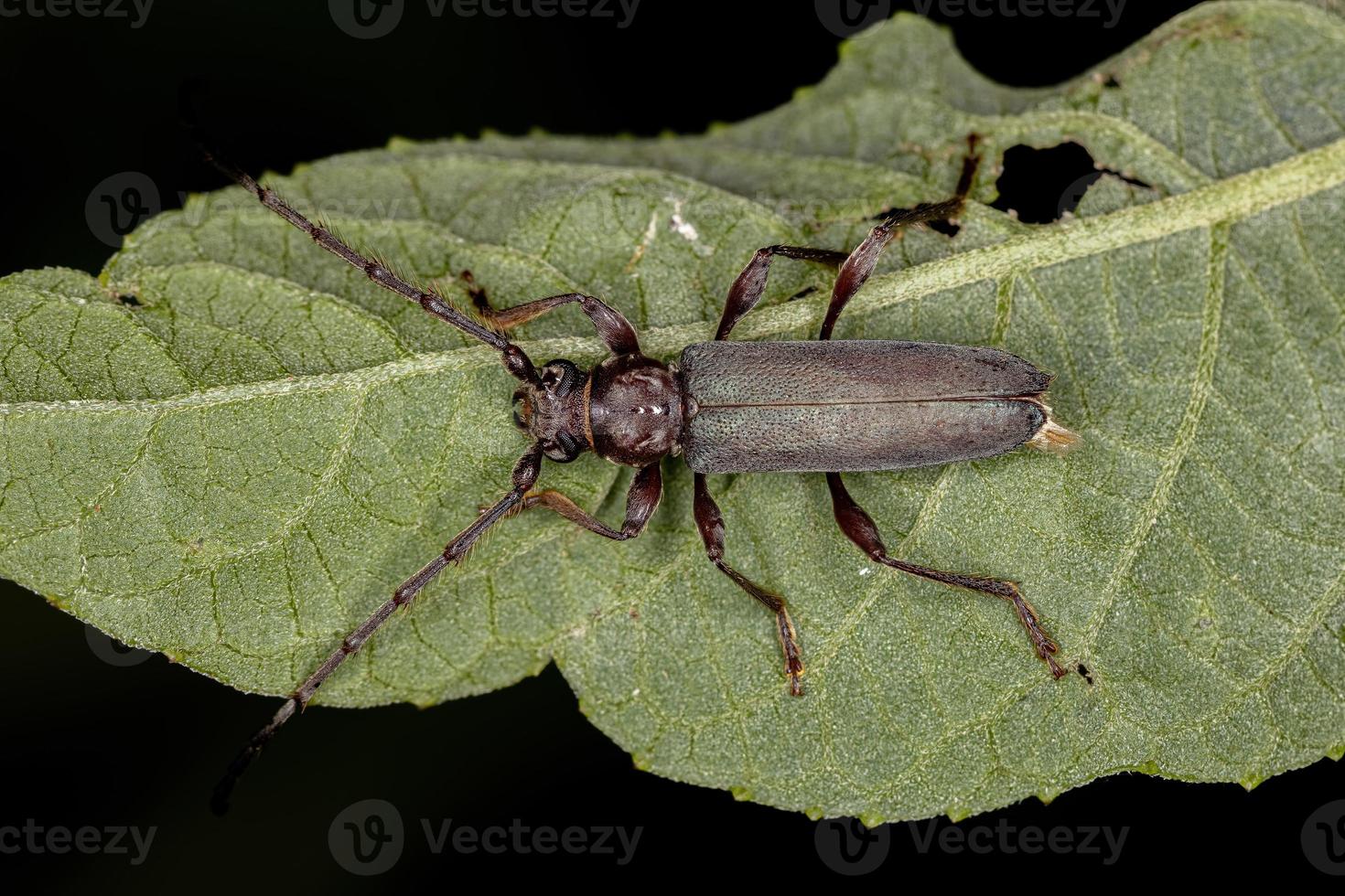 Escarabajo de cuernos largos típico adulto foto