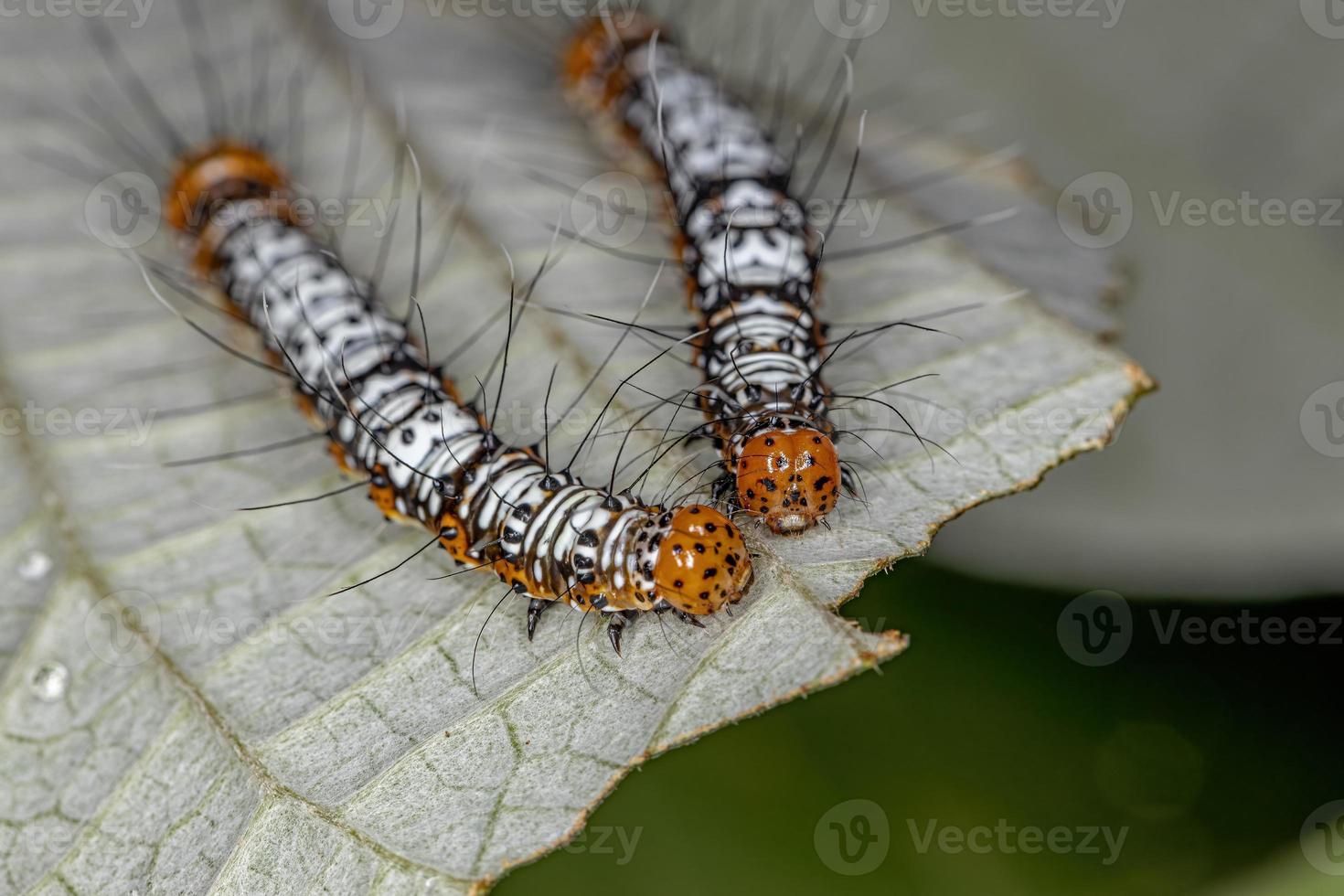 oruga de la polilla del gusano cortador blanco y naranja foto