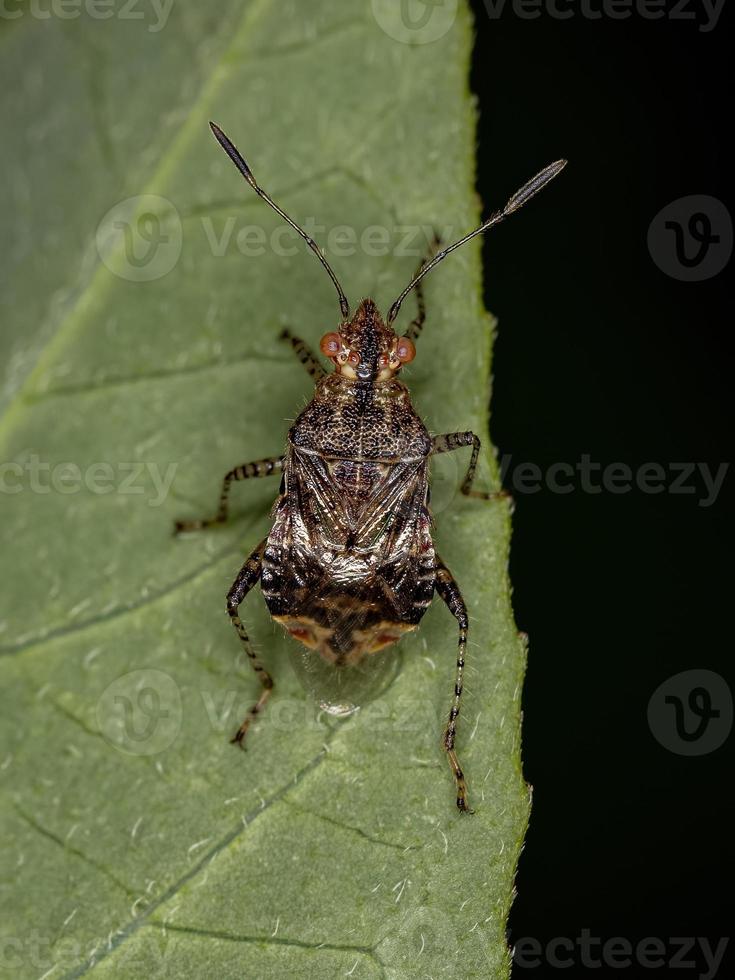 insecto adulto de la planta sin olor foto