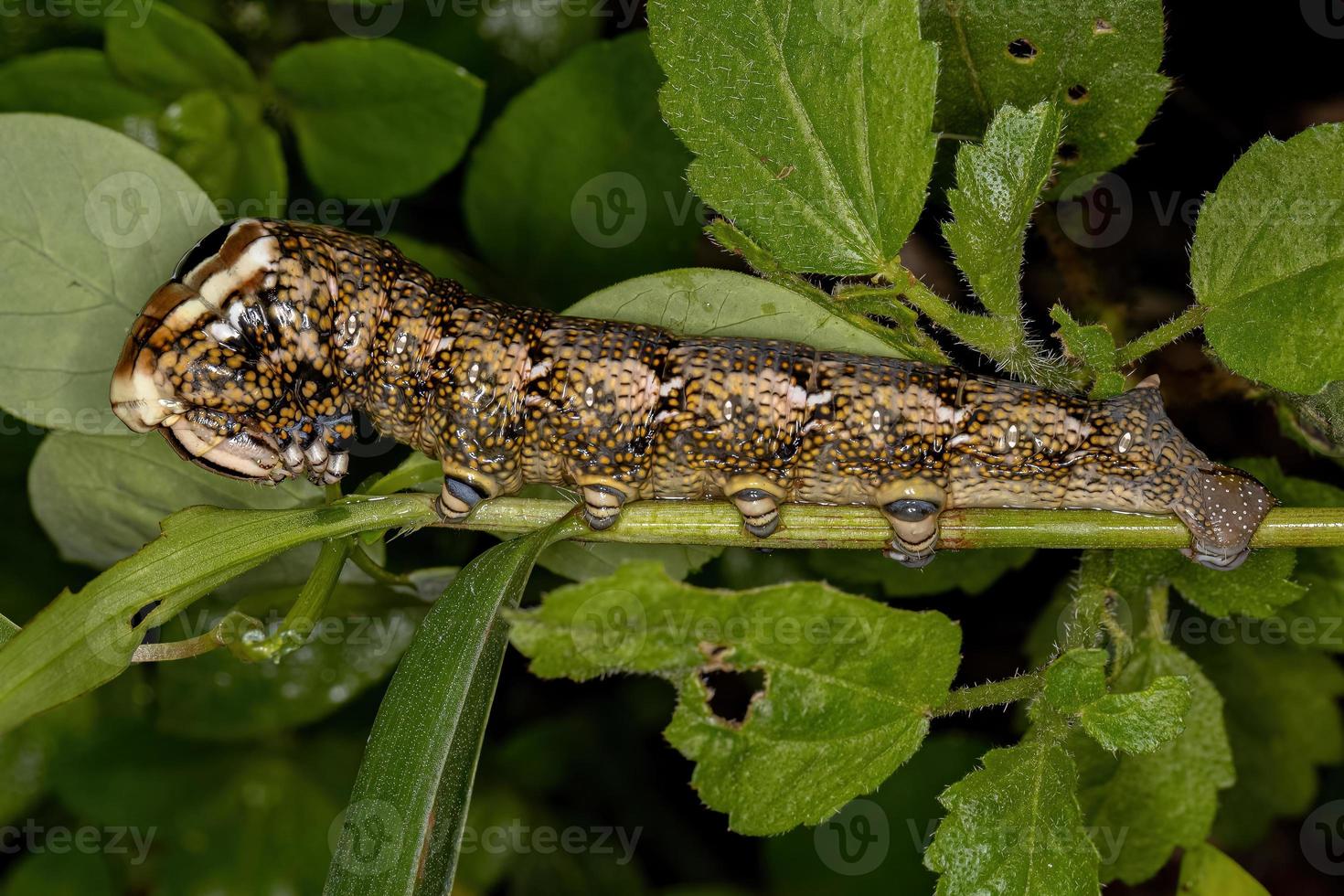 macroglosina esfinge polilla oruga foto