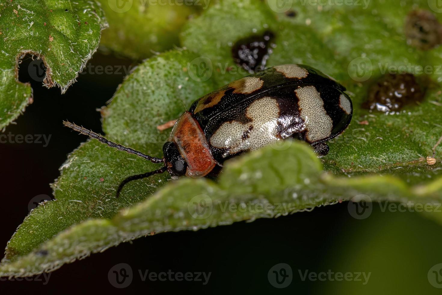 escarabajo pulga adulto foto