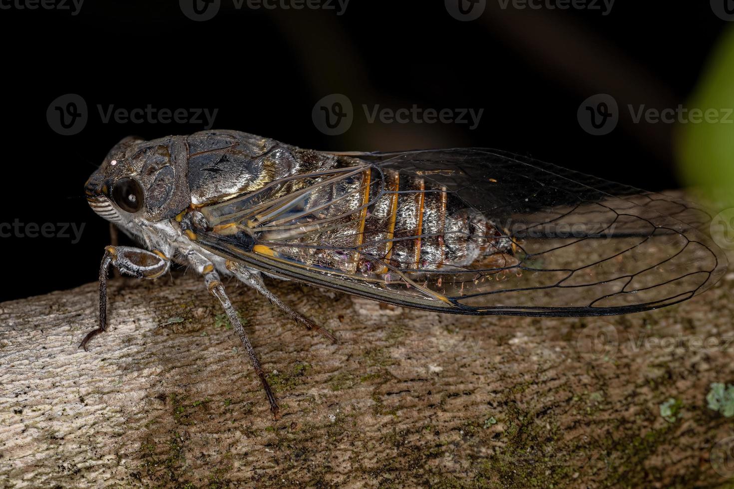 Adult Typical Cicada photo