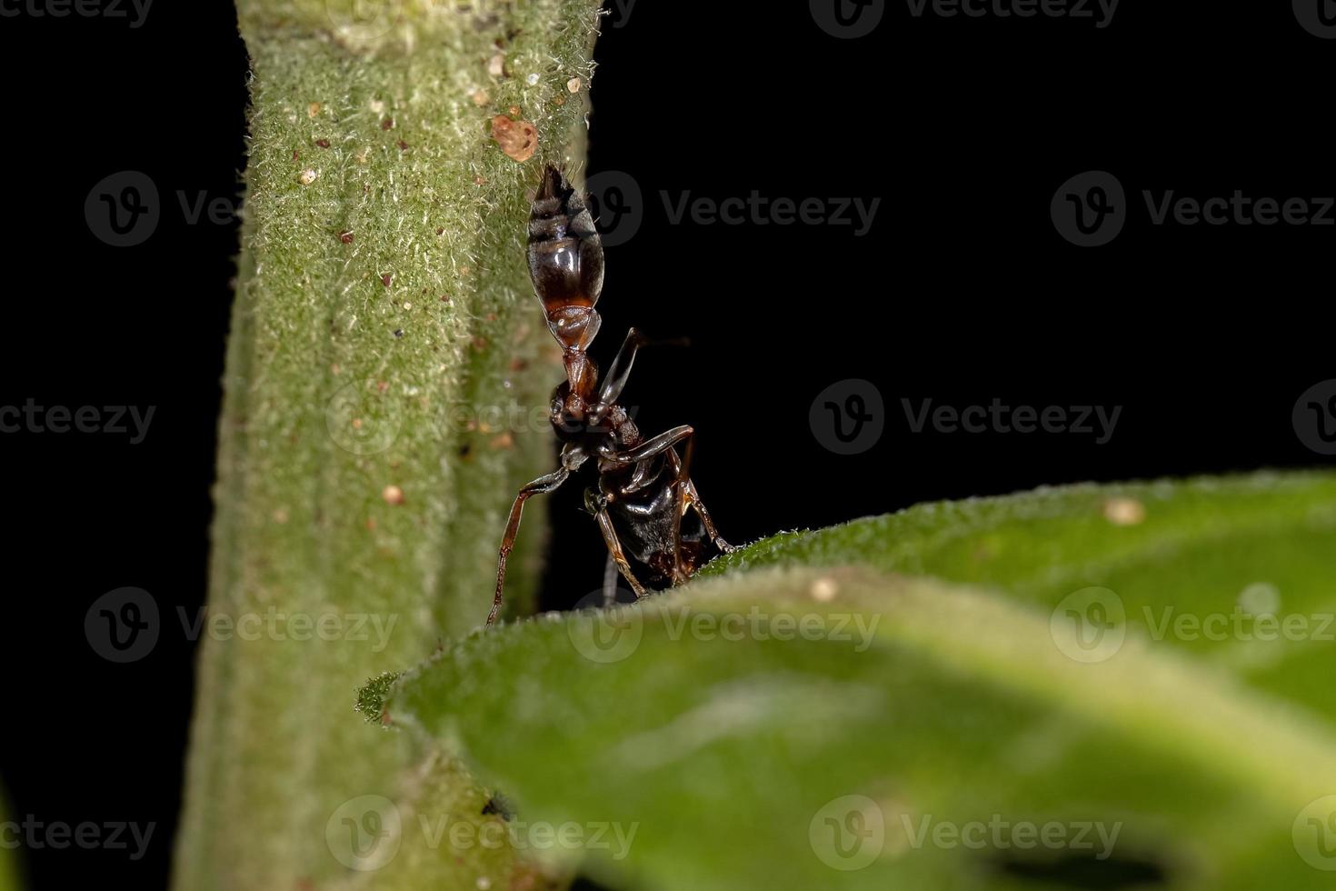 Adult Female Twig Ant photo