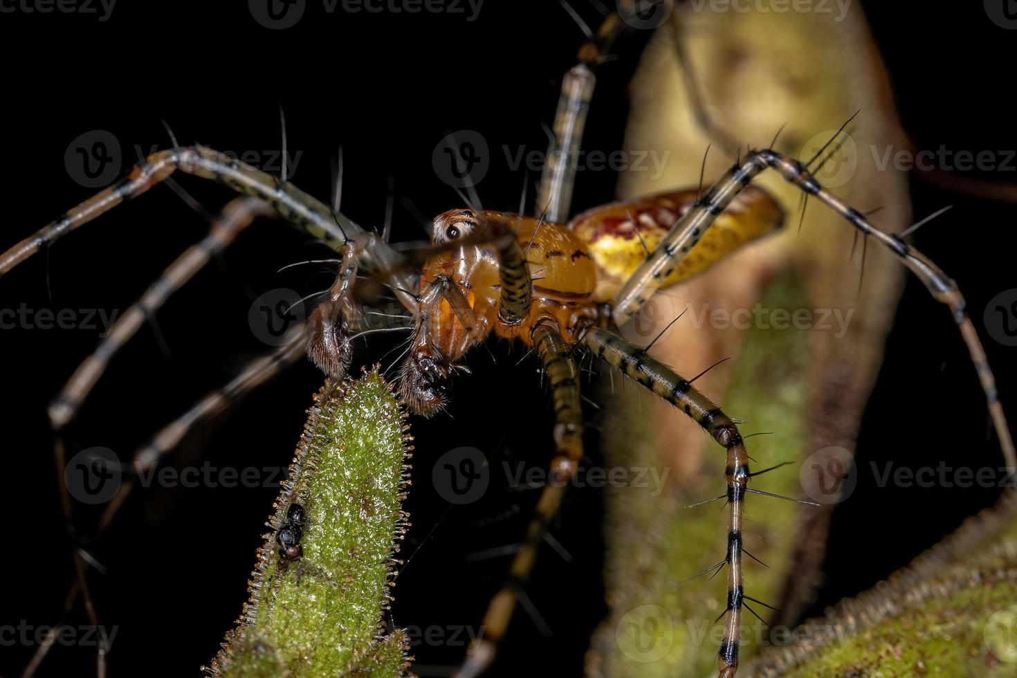 araña lince macho adulto foto