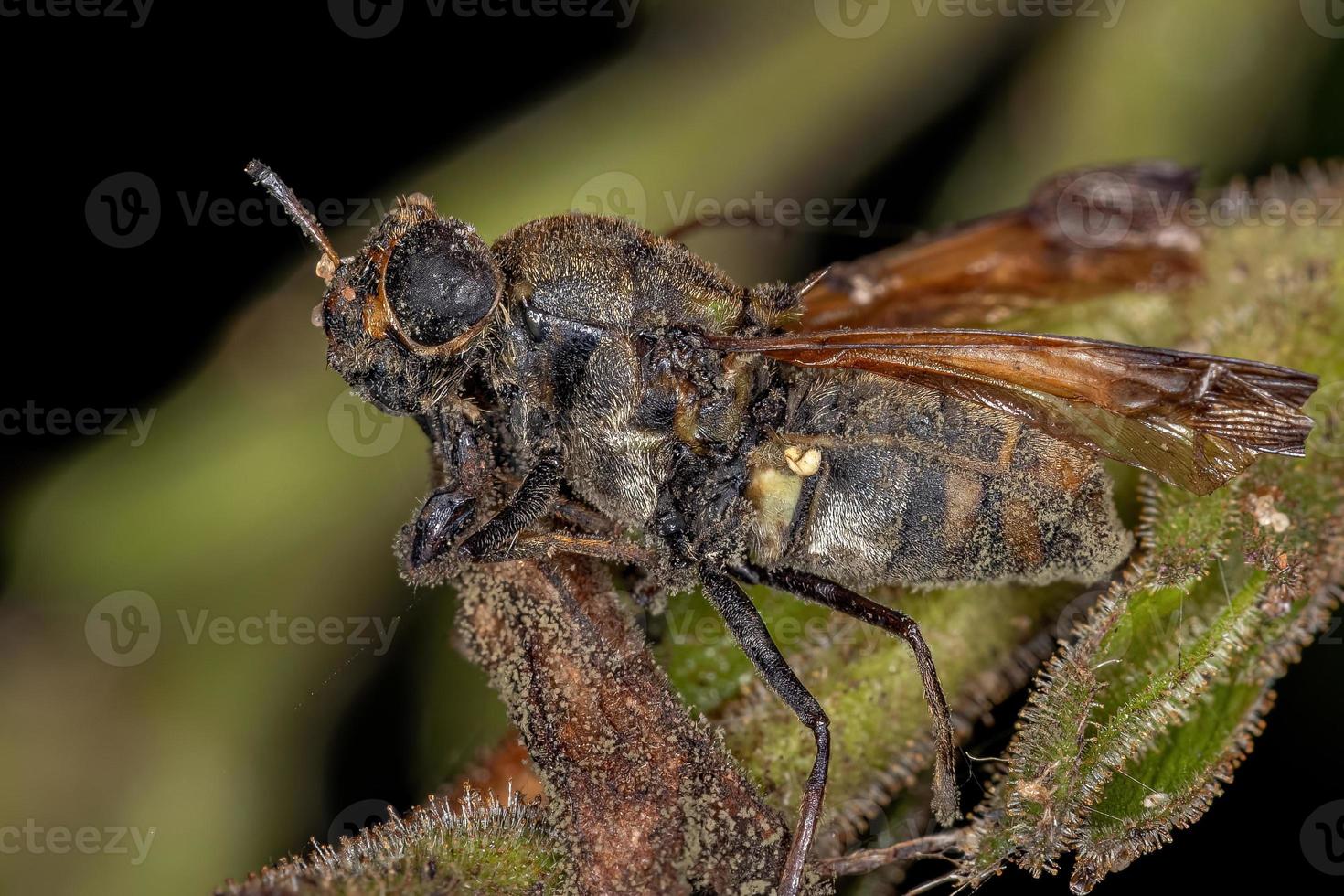 Dead Adult Soldier Fly photo