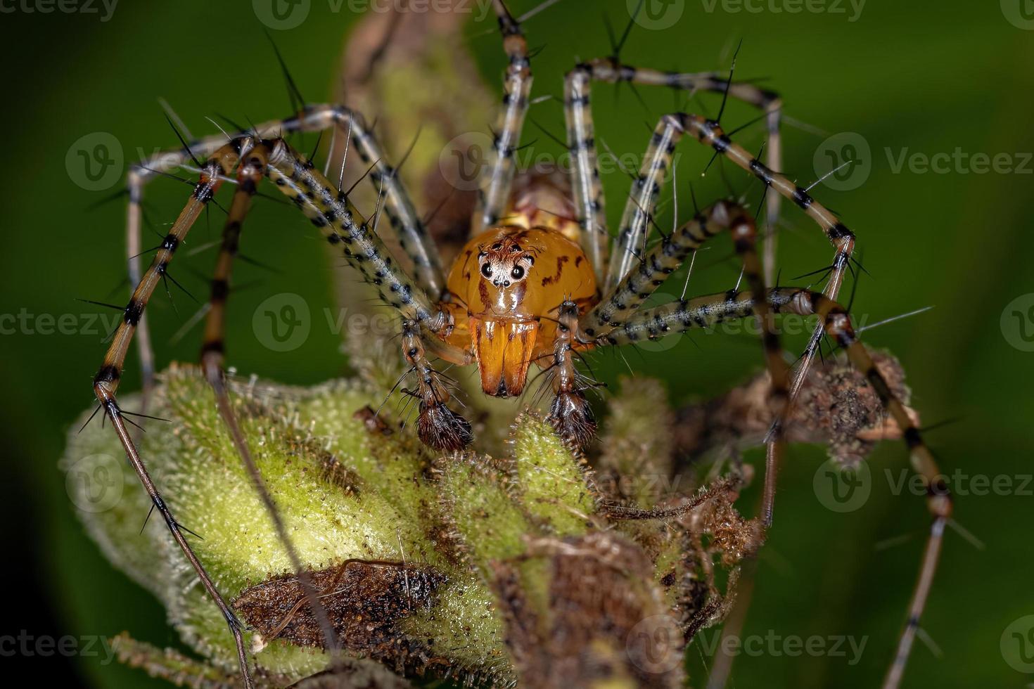 Adult Male Lynx Spider photo