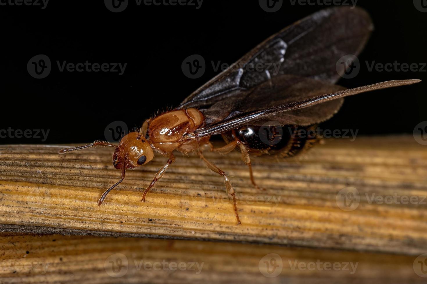 hormiga reina cóctel alada hembra adulta foto