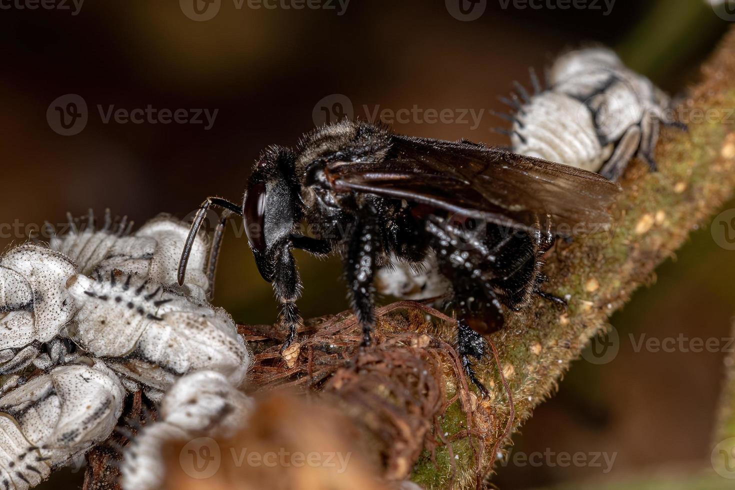 Adult Stingless Bee interacting with Typical Treehoppers Nymphs photo