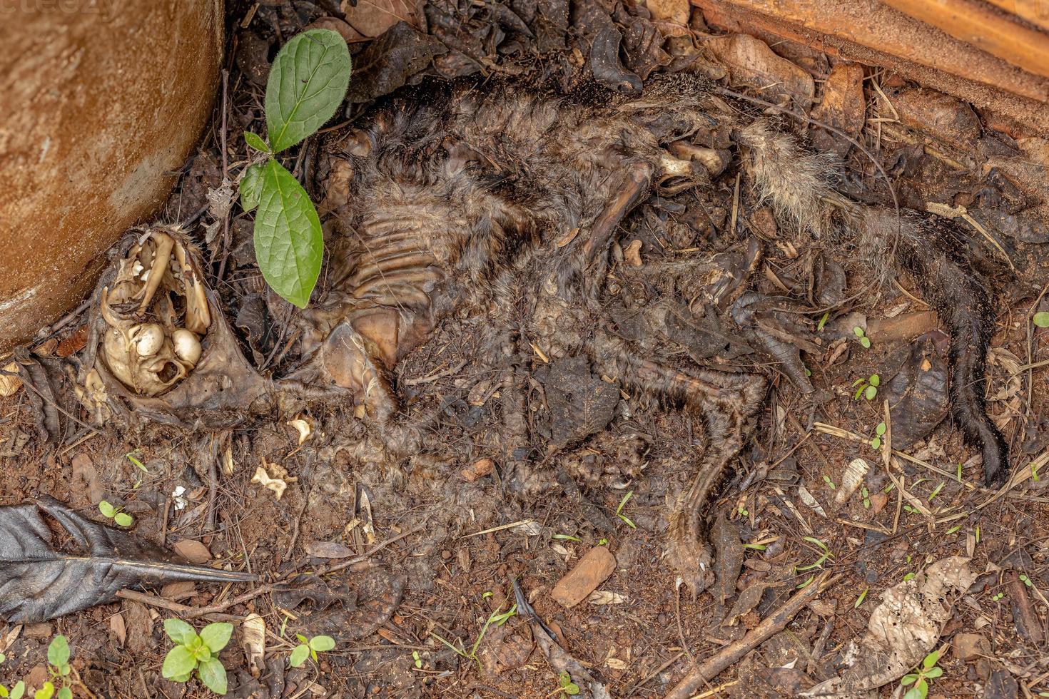 Feral Cat Bones photo