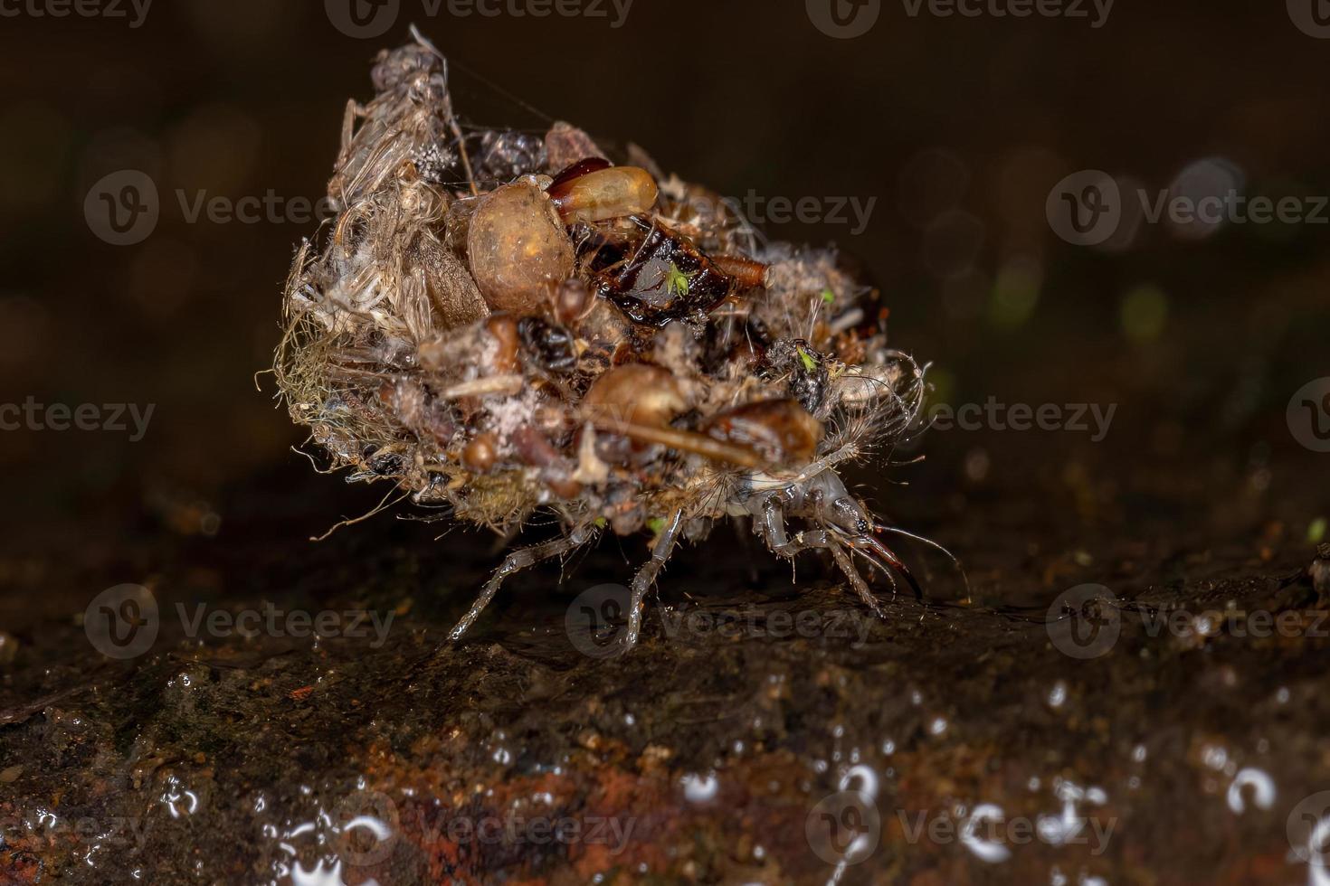 Green Lacewing Larva photo