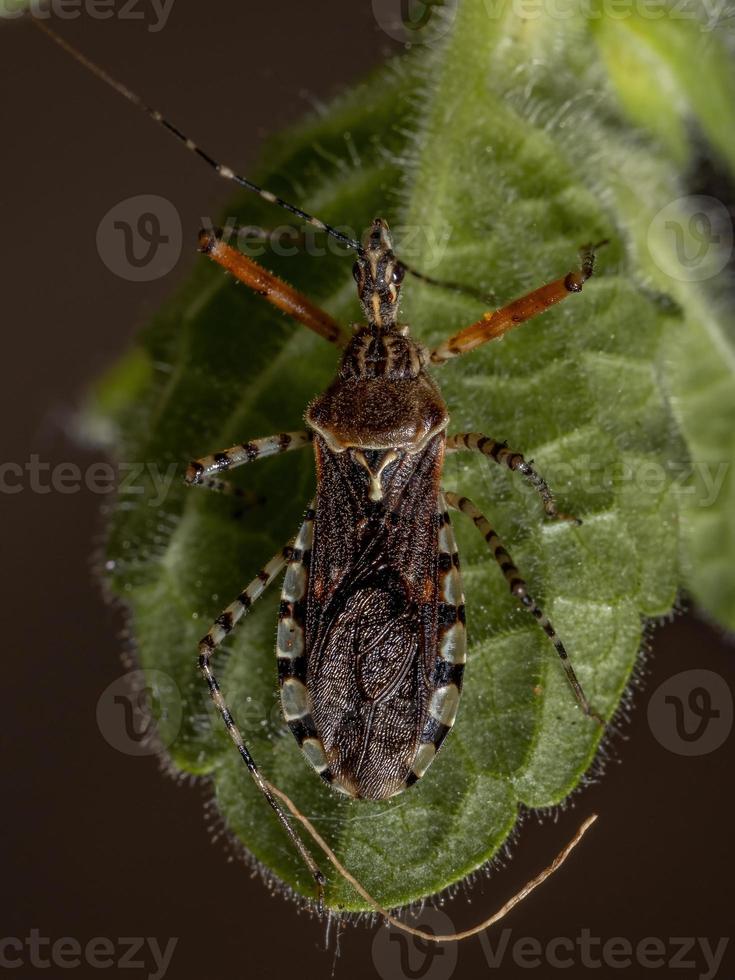 Adult Assassin Bug photo