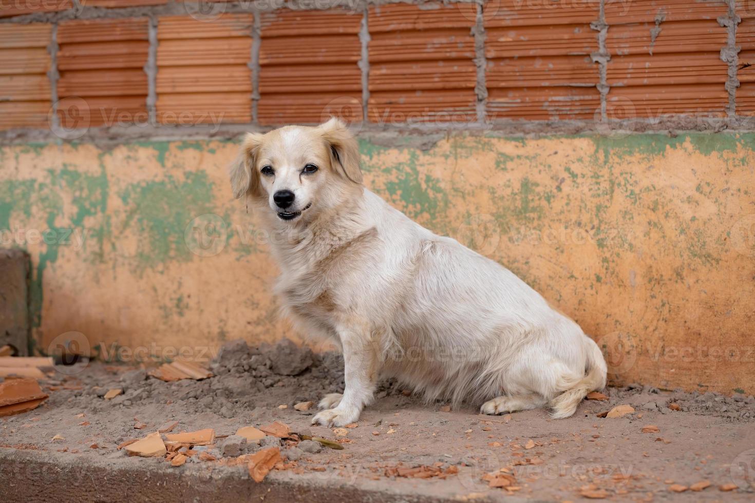 perro doméstico en una granja foto