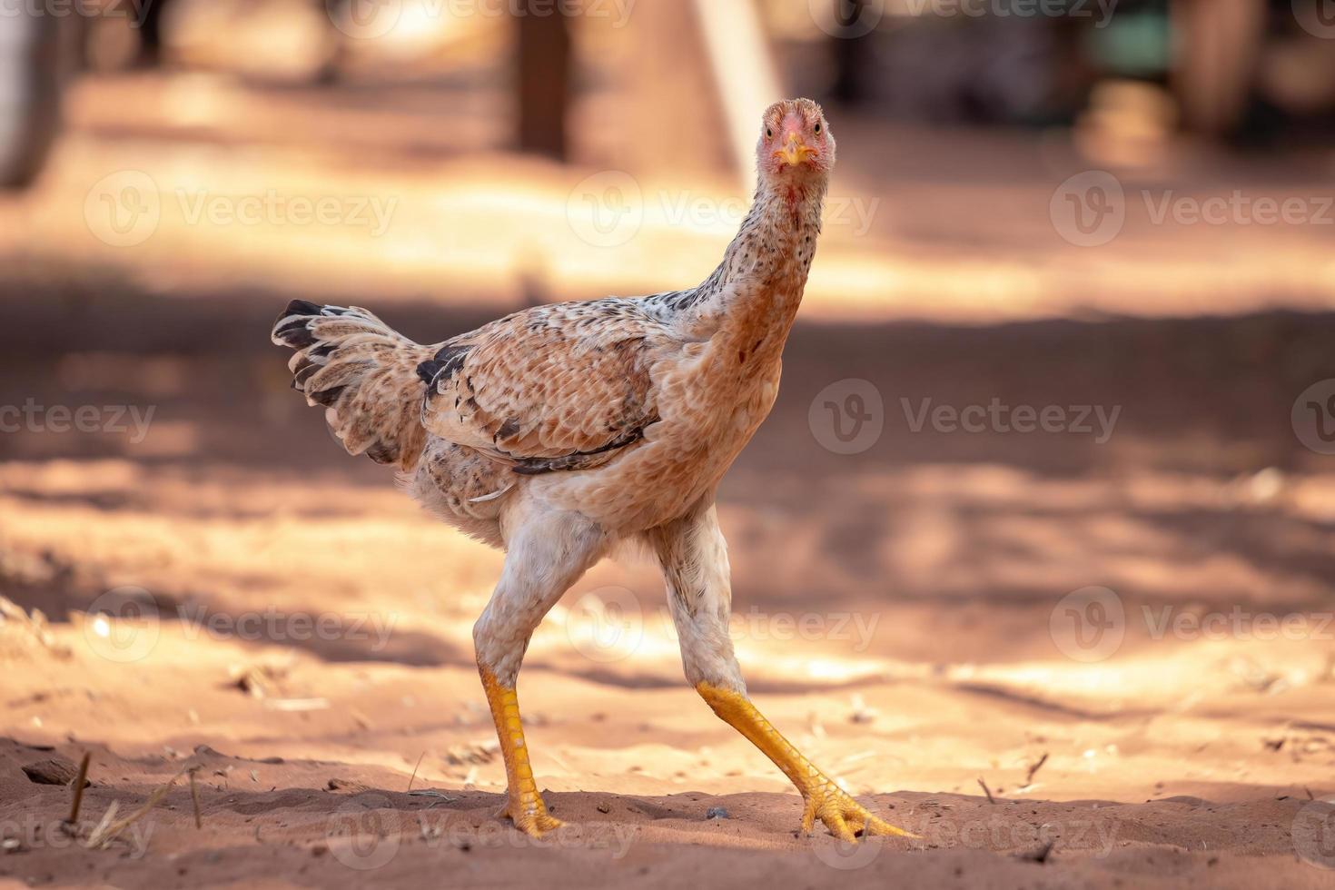 domestic animal chicken photo