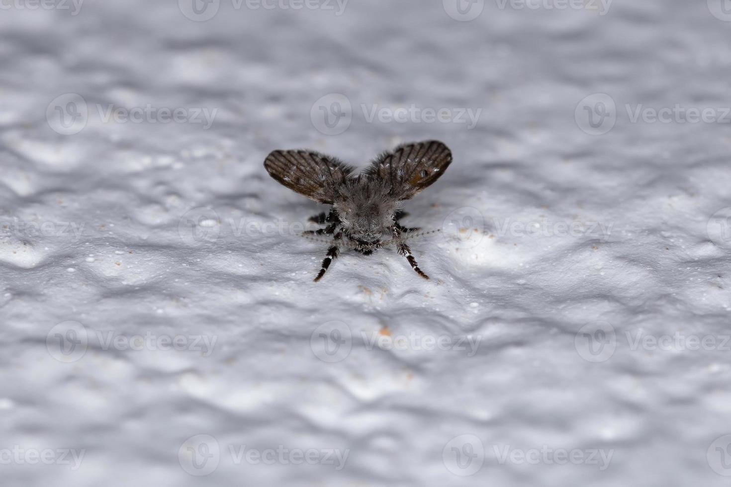 Adult Bathroom Moth Midge photo