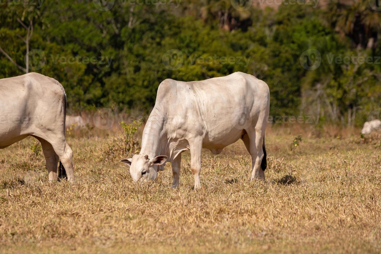 Adult cow in a farm photo
