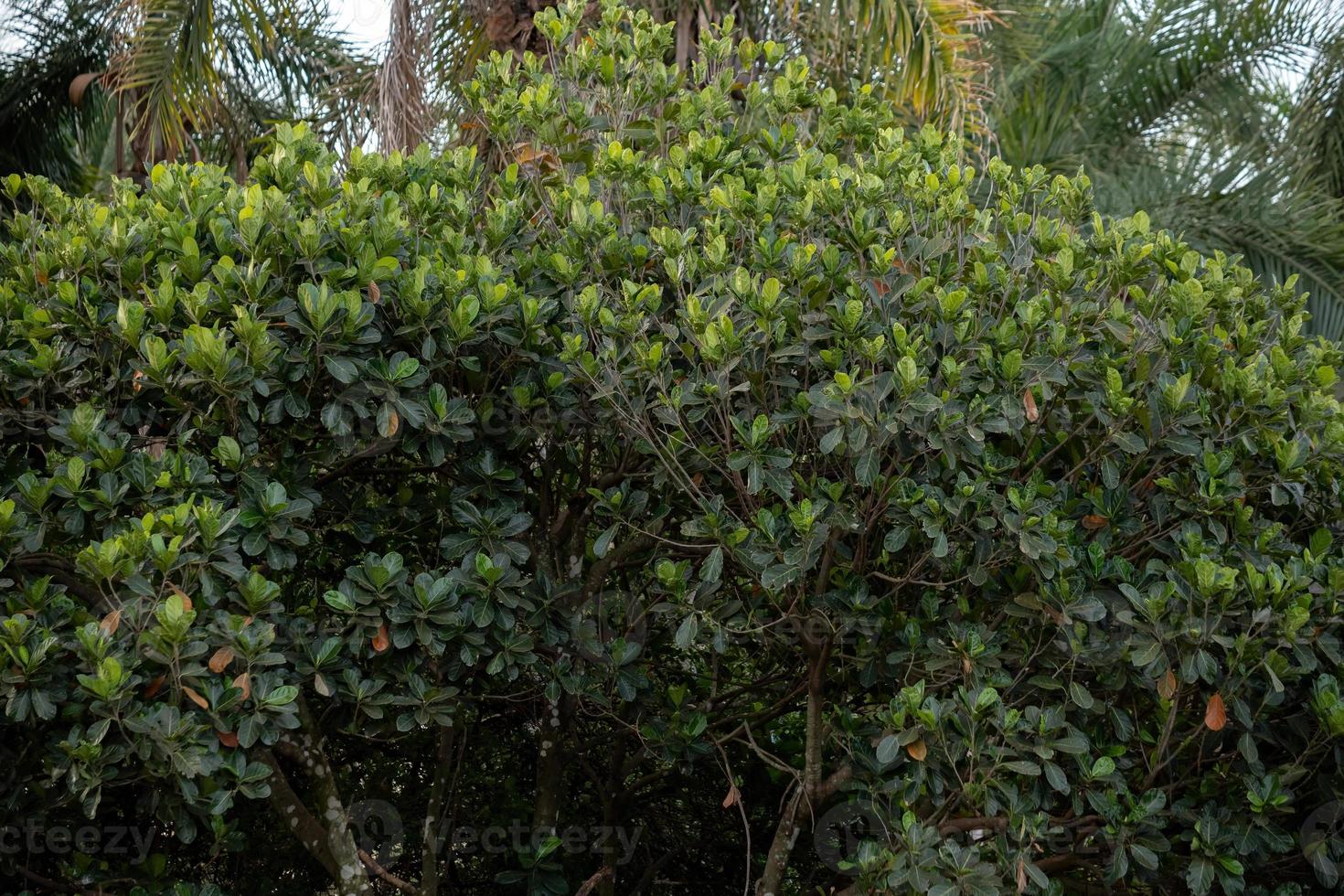 árbol de yaca cultivado foto