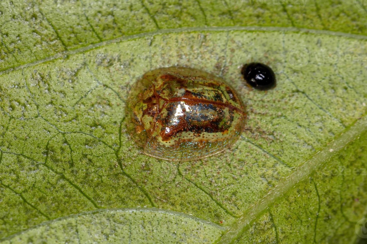 Adult Tortoise Beetle photo