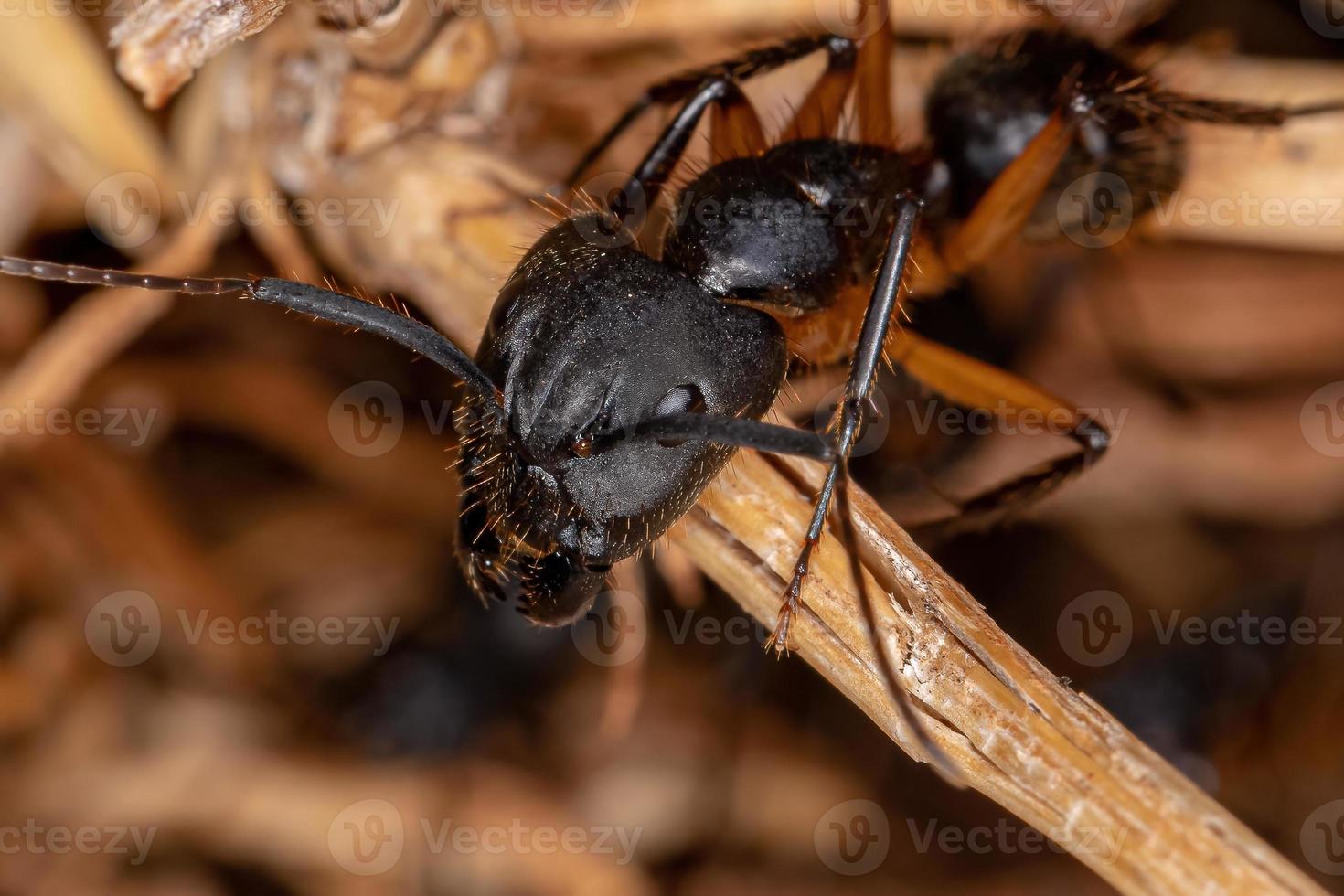 hormiga carpintera hembra adulta foto