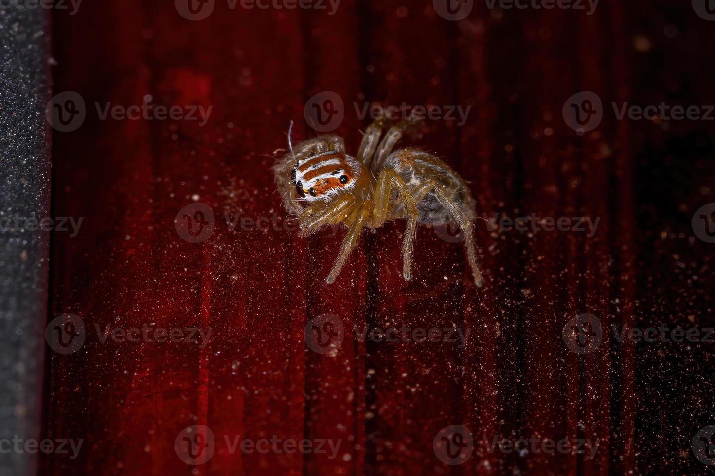 pequeña araña saltadora foto