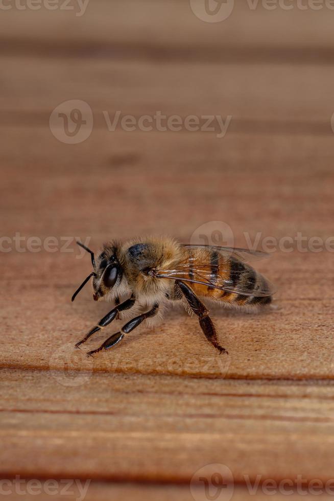abeja de miel occidental foto