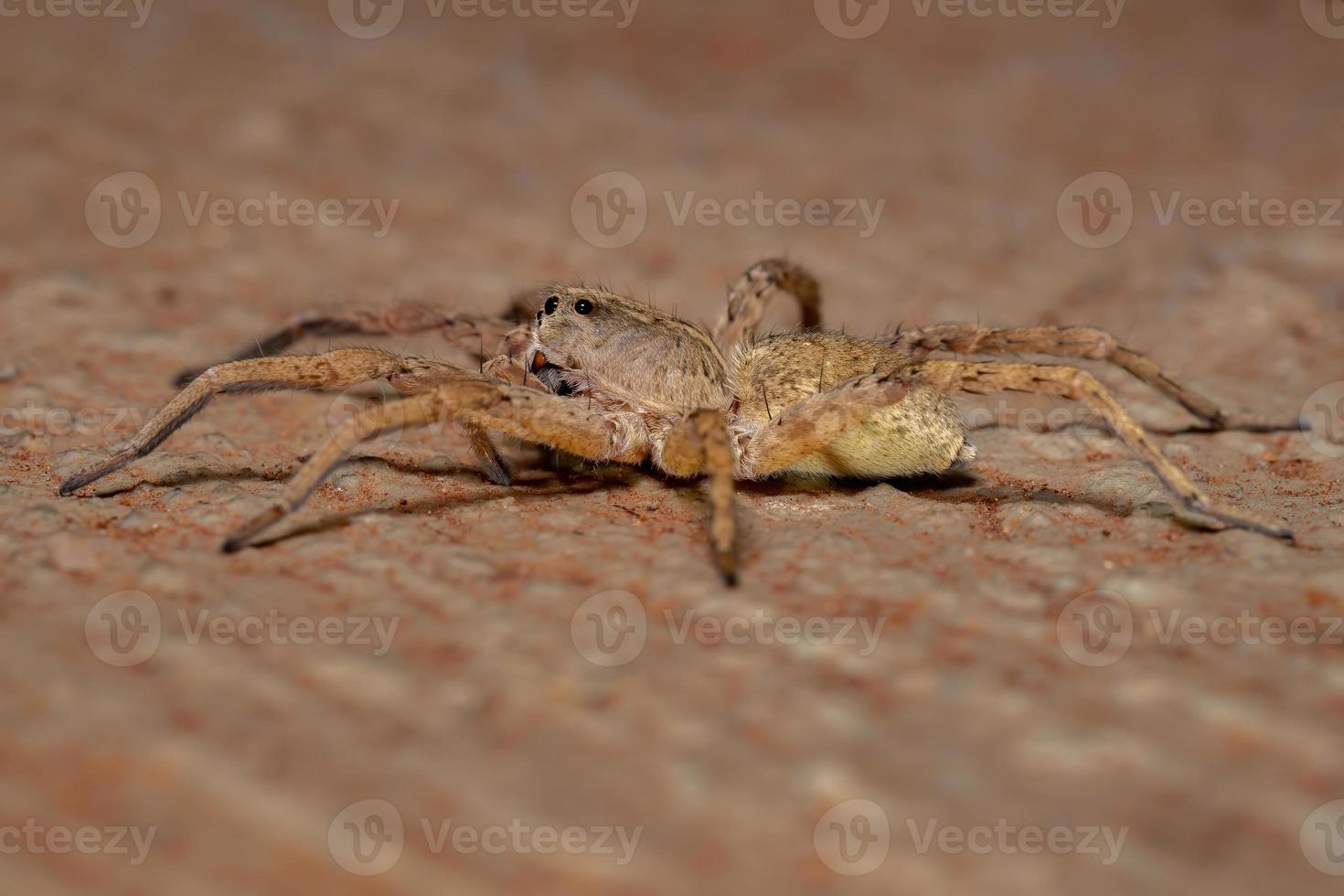 araña lobo adulto foto