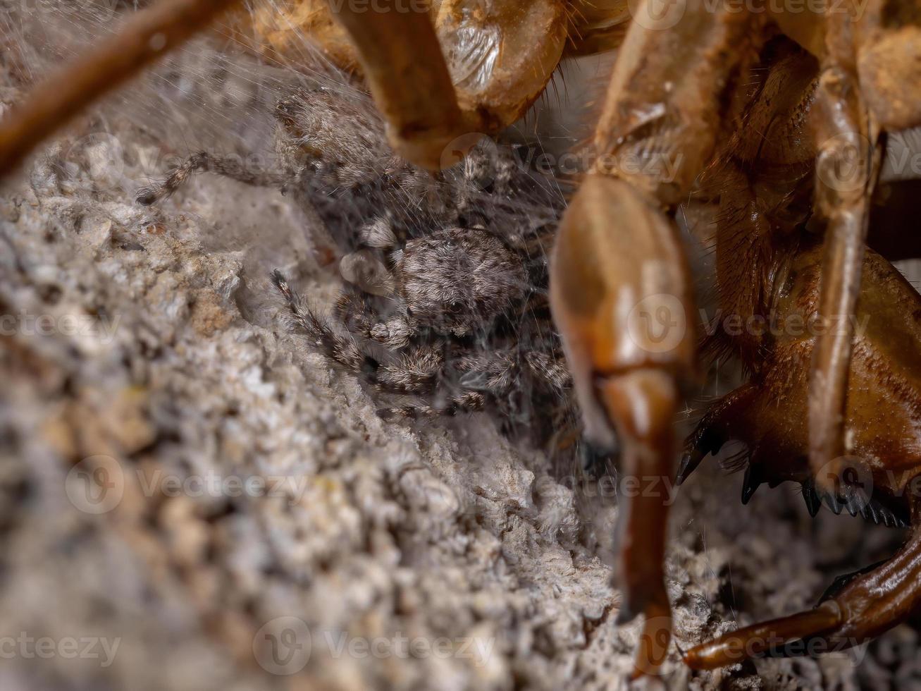 Couple of jumping spiders below a cicada exuvia photo